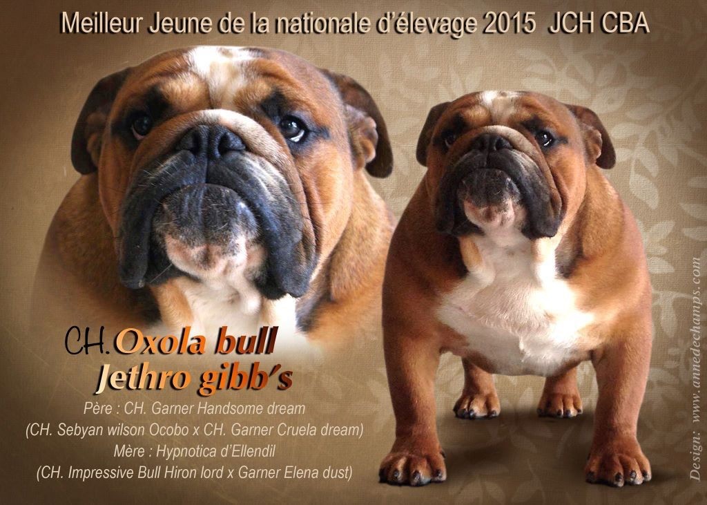 Fashion-Bull's - CH OXOLA BULL JETHRO GIBB'S