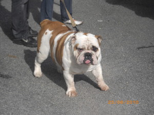 Double of tyson dit taz of Fashion-Bull's