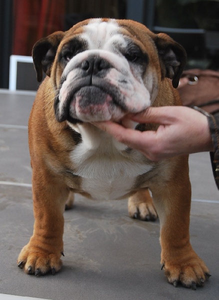 Gucci gulty of Fashion-Bull's