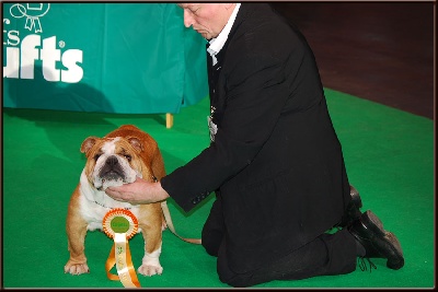 crufts 2011  BIRMINGHAM  BINTA 