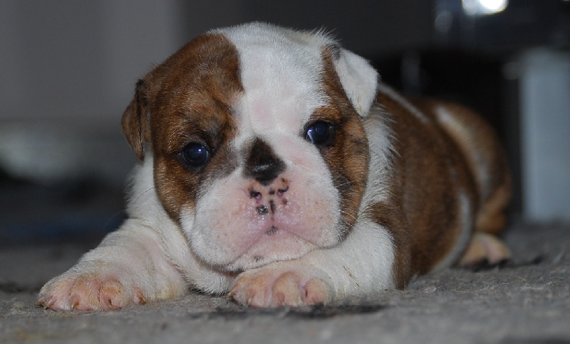 Fashion-Bull's - Bulldog Anglais - Portée née le 13/10/2012