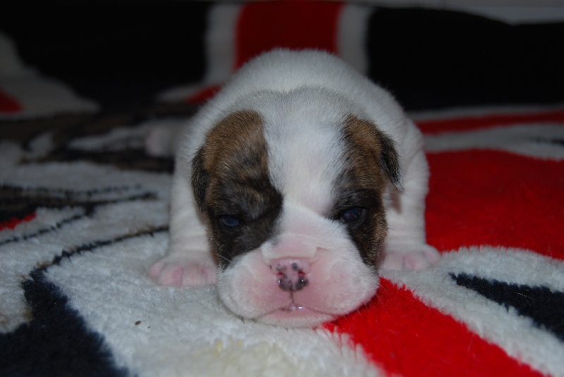 Fashion-Bull's - Bulldog Anglais - Portée née le 13/10/2012